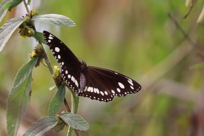 Close-up of butterfly on flower