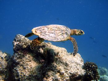 animal wildlife