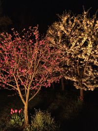 Low angle view of flowers growing on tree