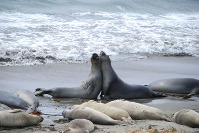 Seals relaxing on beach