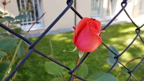 Close-up of red rose on chainlink fence