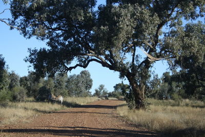 Road amidst trees on field against sky