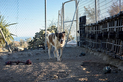 View of dog standing on fence
