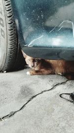 High angle view of a cat