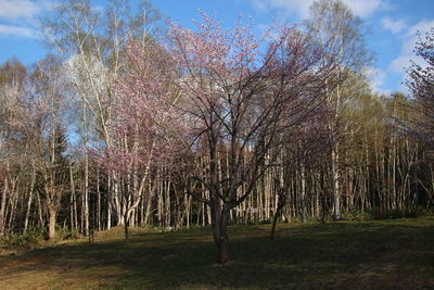 Low angle view of flowering trees on field against sky