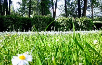 Scenic view of grassy field and trees in forest