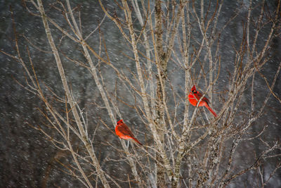 View of bird perching on bare tree