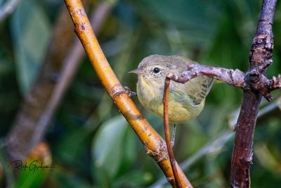 Close-up of a bird on branch