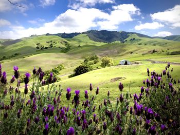 Scenic view of field and mountains against sky