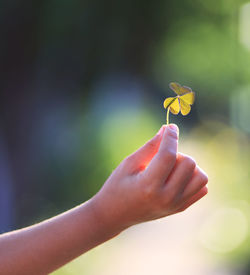 Close-up of woman hand holding leaf outdoors