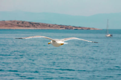 European herring gull, seagull, larus argentatus flying in the summer along the shores of aegean sea