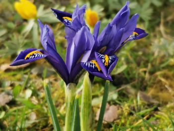 Close-up of purple crocus flowers on field