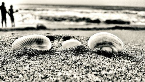 Surface level of seashells on beach