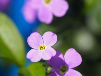 Close-up of pink flowers