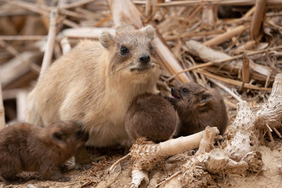 Hyrax with babys