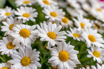 Close-up of white daisies blooming outdoors