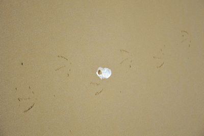 High angle view of jellyfish on beach