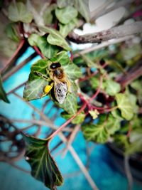 Close-up of insect on plant