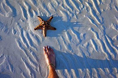 Low section of man at beach