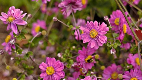 Close-up of pink flowering plants