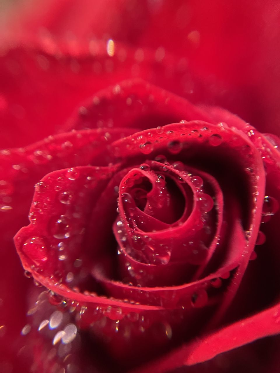 CLOSE-UP OF WET RED ROSE IN WATER