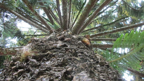 Low angle view of lizard on tree