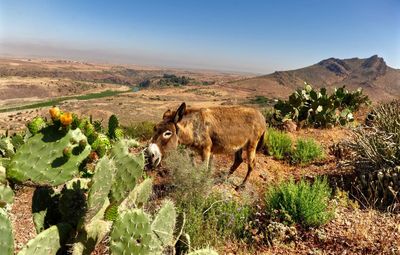 Donkey by cactuses on landscape against sky