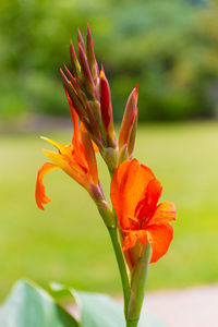 Close-up of day lily blooming in park