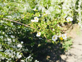 Close-up of white flowering plant