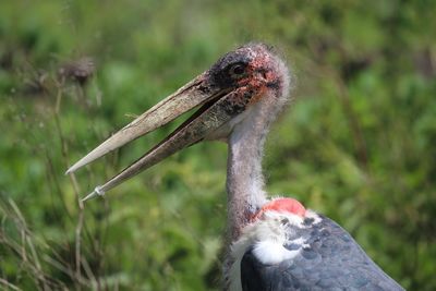 Close-up of bird on land