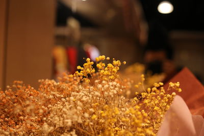 Close-up of hand holding flowering plant