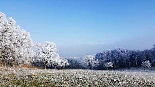 Trees on landscape against clear sky