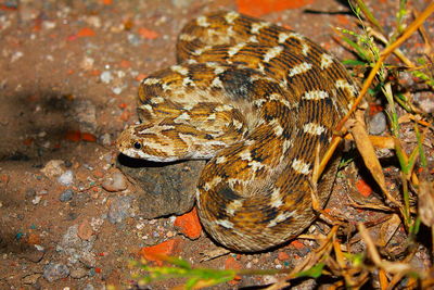 High angle view of lizard on land