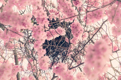 Low angle view of pink cherry blossoms against sky