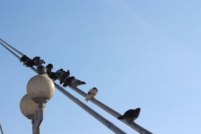 Low angle view of bird perching against clear sky