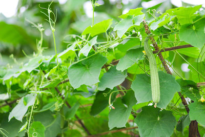 Close-up of green leaves on plant