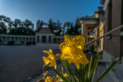 Close-up of yellow flowering plant against building