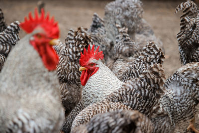 Close-up of rooster