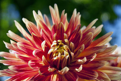 Close-up of butterfly on pink flower