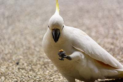 Close-up of bird with food perching outdoors