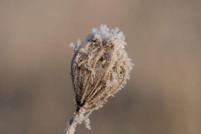 Close-up of dried plant