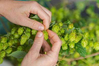 Human hands plucking fresh green hops from the vine