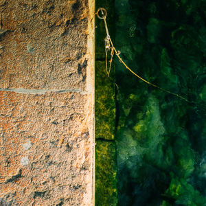 Close-up of tree on cliff