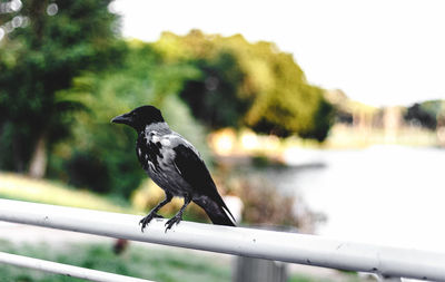 Bird perching on railing