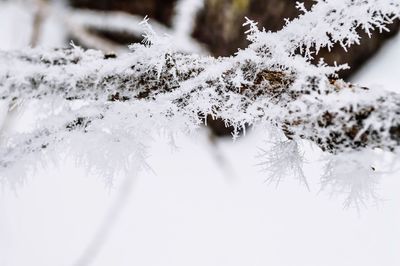 Close-up of snow covered tree