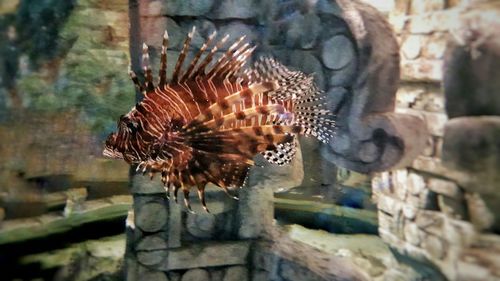 Close up of lizard in zoo