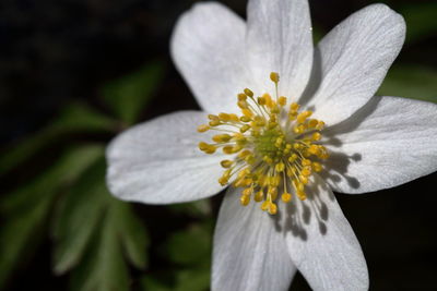 Close-up of white flower