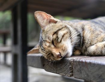 Close-up of cat sitting on table