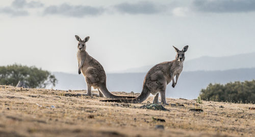 Kangaroos on land against sky