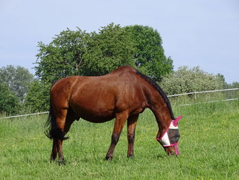 Horse in the field